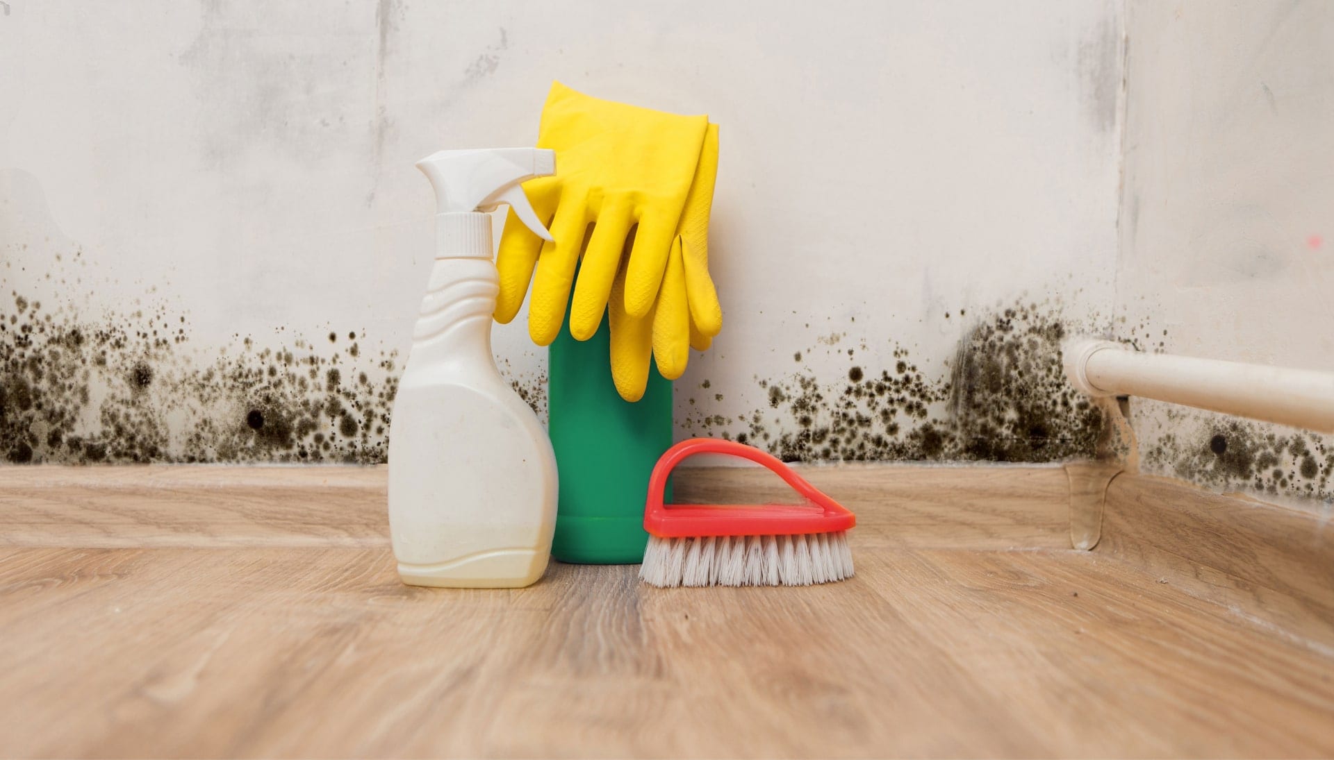 Know About Mold Removal In Carmel