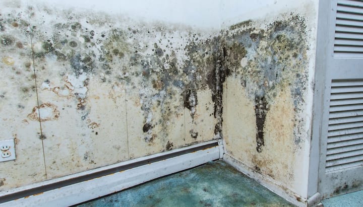 Mold Damage Odor Control Services in Carmel